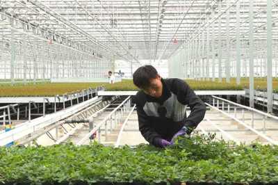 網絡媒體寧夏行｜恰逢七夕，網媒大咖在這里遇上迷你玫瑰花…